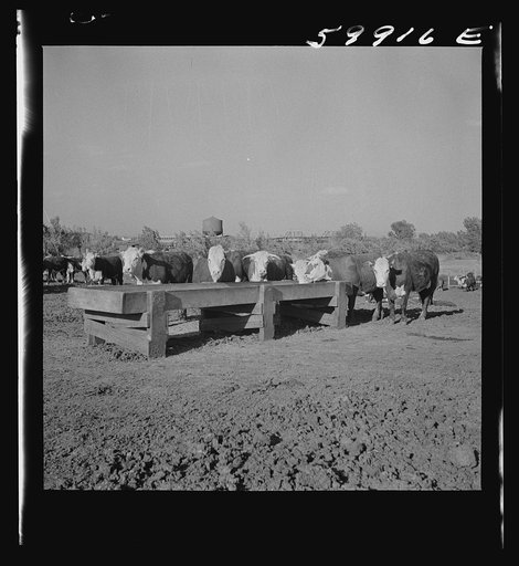 Untitled photo, possibly related to: Fattening Herefords in a feedlot. Lincoln, Nebraska