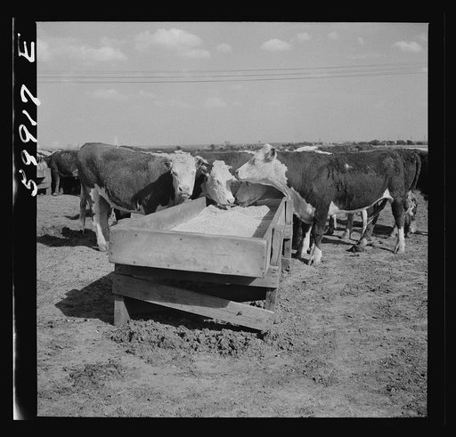 Untitled photo, possibly related to: Fattening Herefords in a feedlot. Lincoln, Nebraska