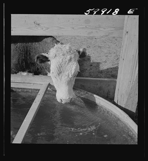 Hereford cattle drinking in feedlot where they are being fattened. Lincoln, Nebraska