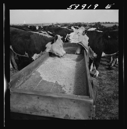 Untitled photo, possibly related to: Fattening Herefords in a feedlot. Lincoln, Nebraska