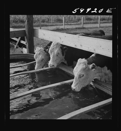 Hereford cattle drinking in feedlot where they are being fattened. Lincoln, Nebraska