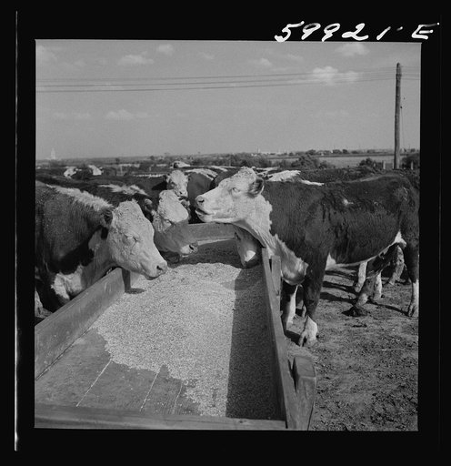 Untitled photo, possibly related to: Fattening Herefords in a feedlot. Lincoln, Nebraska