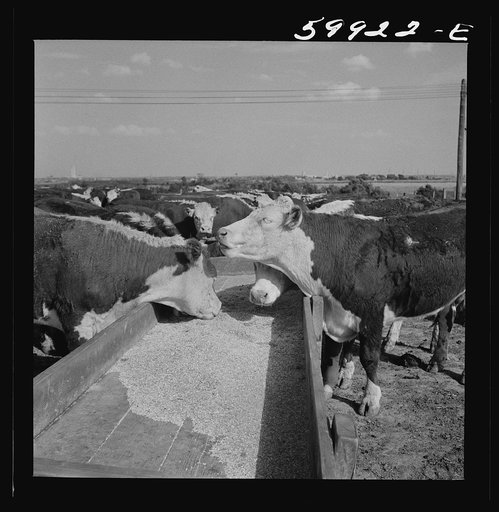 Untitled photo, possibly related to: Fattening Herefords in a feedlot. Lincoln, Nebraska