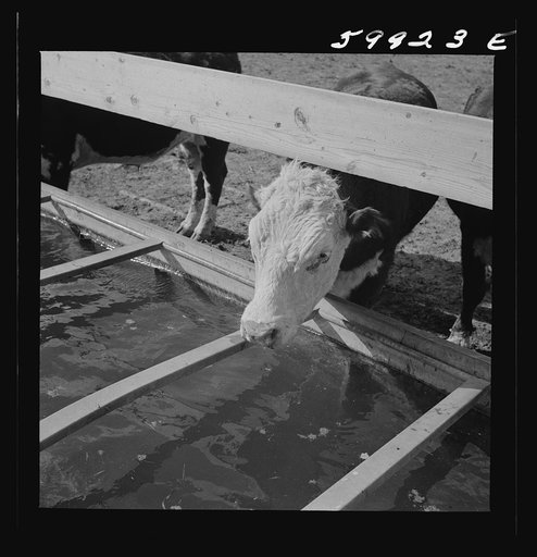 Untitled photo, possibly related to: Hereford cattle drinking in feedlot where they are being fattened. Lincoln, Nebraska
