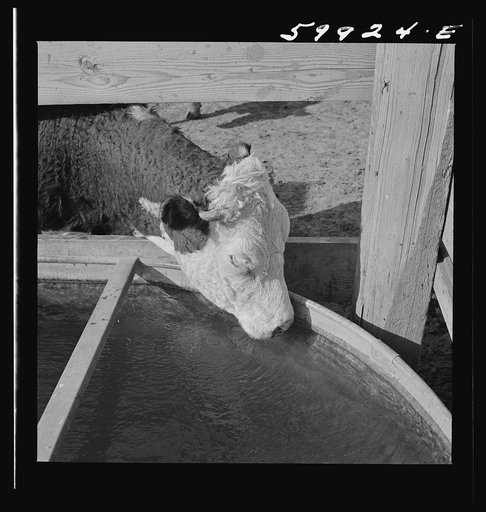 Hereford cattle drinking in feedlot where they are being fattened. Lincoln, Nebraska