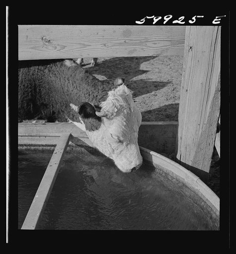 Untitled photo, possibly related to: Hereford cattle drinking in feedlot where they are being fattened. Lincoln, Nebraska