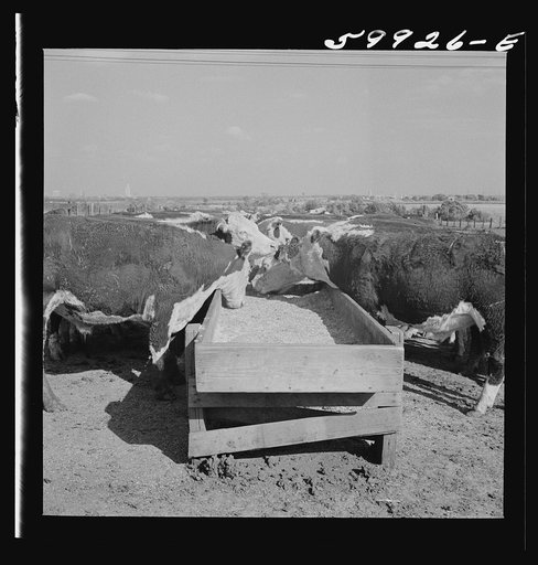 Untitled photo, possibly related to: Fattening Herefords in a feedlot. Lincoln, Nebraska
