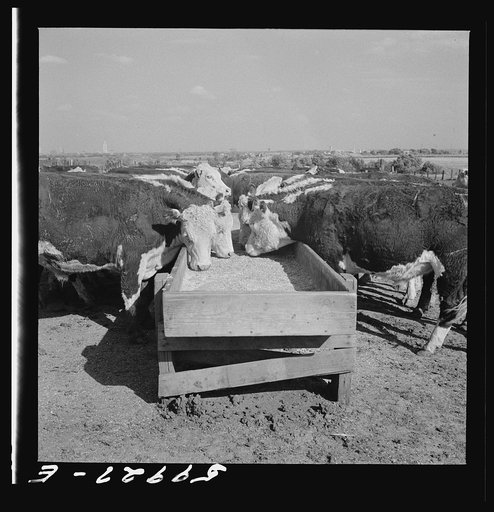 Untitled photo, possibly related to: Fattening Herefords in a feedlot. Lincoln, Nebraska