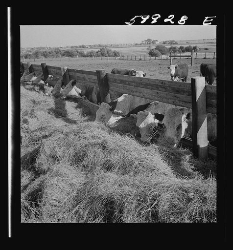 Untitled photo, possibly related to: Fattening Herefords in a feedlot. Lincoln, Nebraska