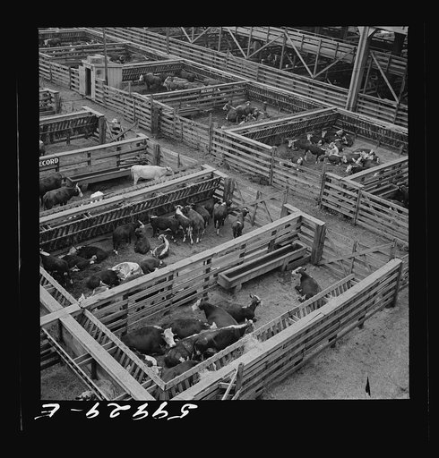 Untitled photo, possibly related to: Cattle in pens at Union Stockyards before auction sale. Omaha, Nebraska