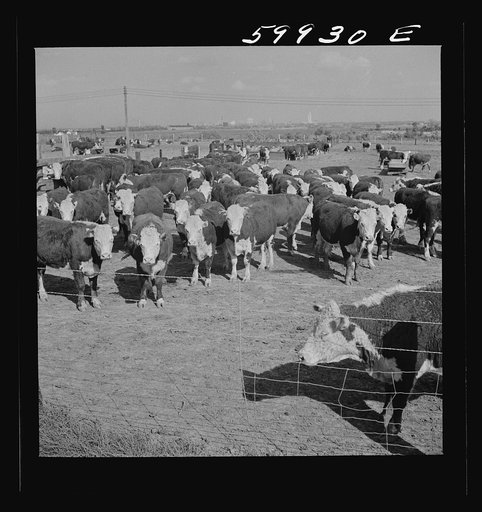 Untitled photo, possibly related to: Fattening Herefords in a feedlot. Lincoln, Nebraska