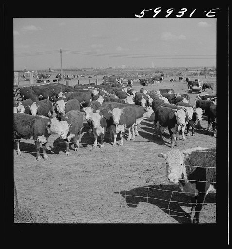 Untitled photo, possibly related to: Fattening Herefords in a feedlot. Lincoln, Nebraska