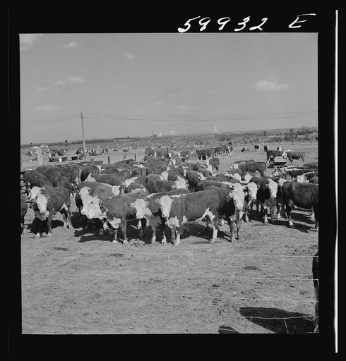 Untitled photo, possibly related to: Fattening Herefords in a feedlot. Lincoln, Nebraska