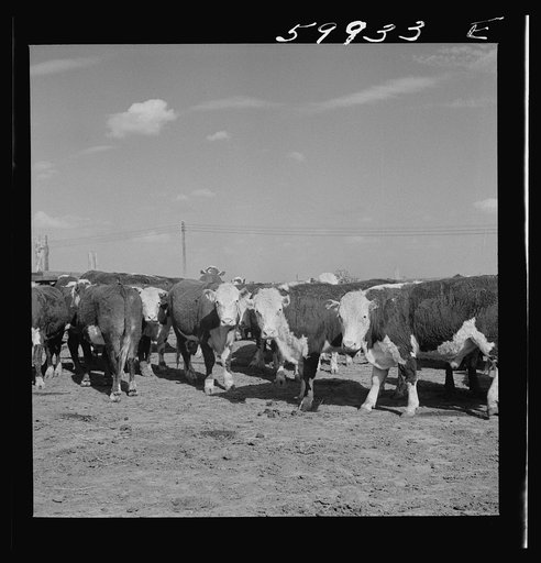 Untitled photo, possibly related to: Fattening Herefords in a feedlot. Lincoln, Nebraska