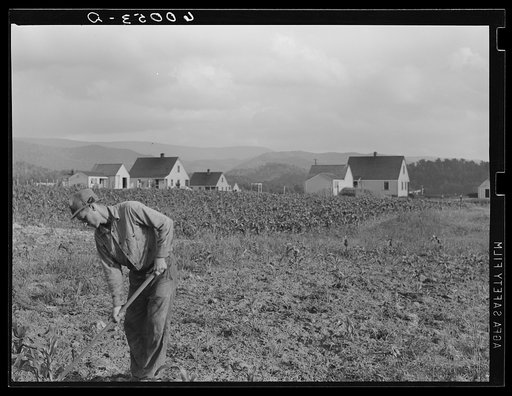 Homesteader working in garden. Tygart Valley, West Virginia