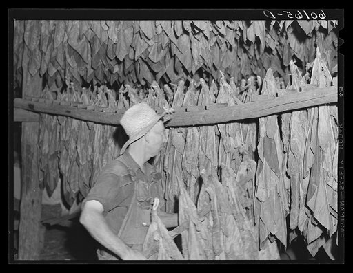 Untitled photo, possibly related to: Tobacco. Dane County, southern Wisconsin. This tobacco is used in making cigars