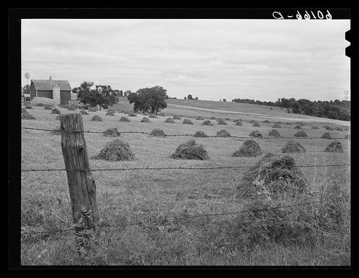 Alfalfa hay. Crawford County, Wisconsin