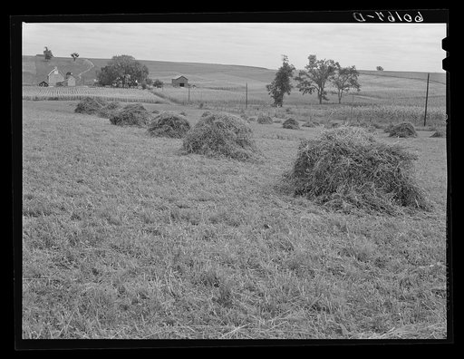 Alfalfa hay. Crawford County, Wisconsin