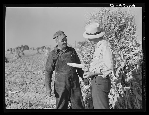 FSA (Farm Security Administration) county supervisor examining newly-shucked corn of rehabilitation client. Grant County, Wisconsin