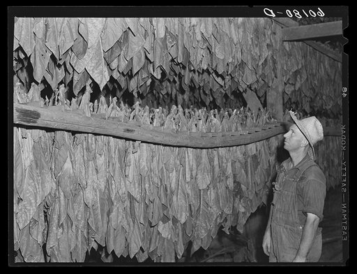 Tobacco. Dane County, southern Wisconsin. This tobacco is used in making cigars