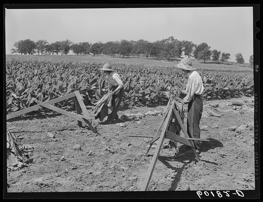 Daughters of tobacco farmer spearing tobacco leaves. Dane County, Wisconsin
