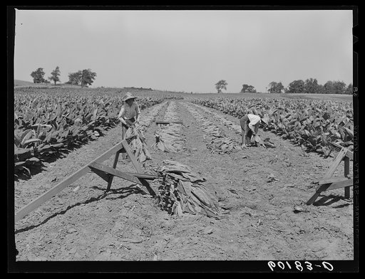 Gathering and spearing cut tobacco leaves. Dane County, Wisconsin