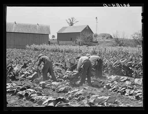 Cutting tobacco leaves. Dane County, Wisconsin. This tobacco is used in manufacture of cigars