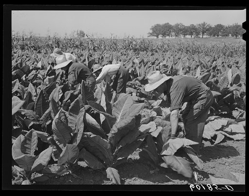 Untitled photo, possibly related to: Cutting tobacco leaves. Dane County, Wisconsin. This tobacco is used in manufacture of cigars