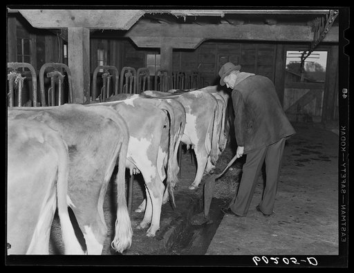 Rehabilitation client cleaning barn. Itasca County, Minnesota