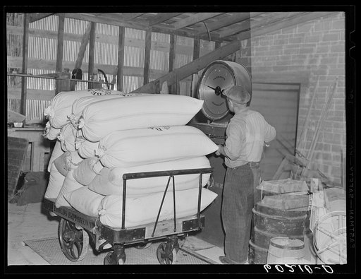 Weighing seed at cooperative seed exchange. Williams, Minnesota. This co-op was financed with a FSA (Farm Security Administration) loan which has been paid off