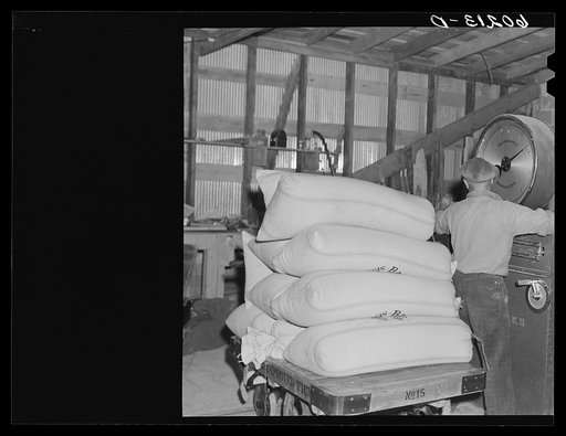Weighing seed at cooperative seed exchange. Williams, Minnesota