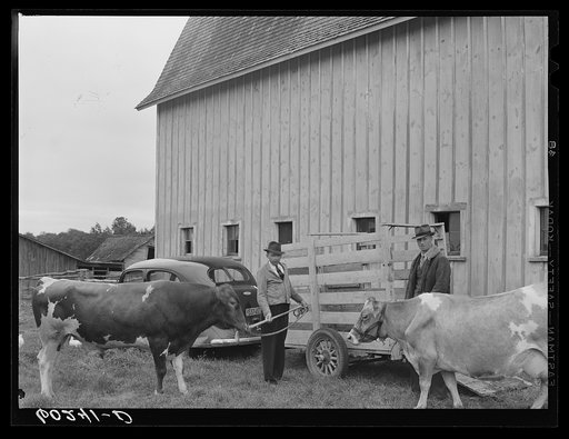 Untitled photo, possibly related to: One of the bulls in FSA (Farm Security Administration)-financed bull cooperative. This bull is transported to farms of rehabilitation clients for service. Itasca County, Minnesota