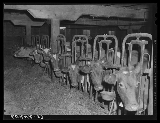Cows in barn of rehabilitation client. Itasca County, Minnesota