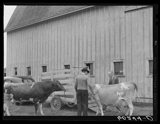 Untitled photo, possibly related to: One of the bulls in FSA (Farm Security Administration)-financed bull cooperative. This bull is transported to farms of rehabilitation clients for service. Itasca County, Minnesota