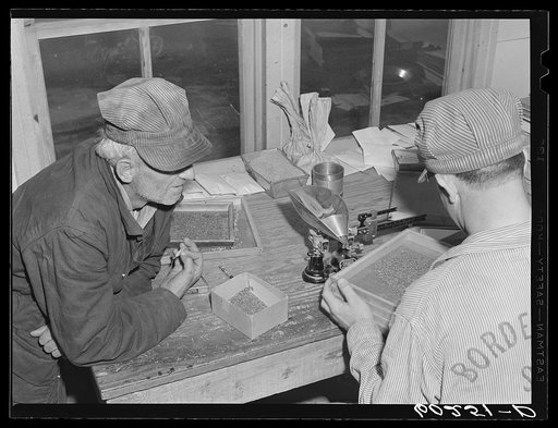 Grading seed which farmer has brought to office of Border King cooperative seed exchange at Williams, Minnesota. This test is to determine purity and quality of the seed before a price can be set on it