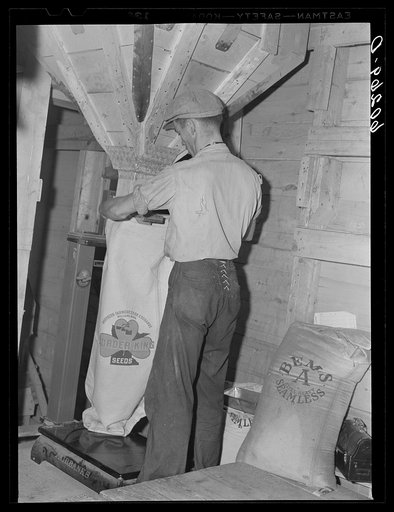 Filling bag with seed at co-op seed exchange. Williams, Minnesota