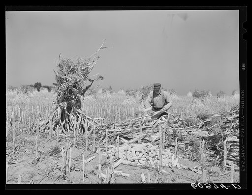 Shucking corn on Greenhills, Ohio farm