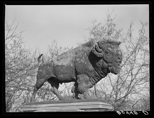 Buffalo on bridge. Washington, D.C.