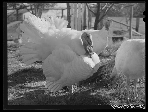 Turkeys. Louisa County, Virginia