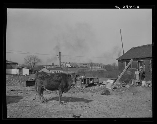 Cow kept by family living in riverfront shacktown. Dubuque, Iowa