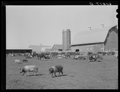 Hogs on Fred Coulter's farm. Grundy County, Iowa