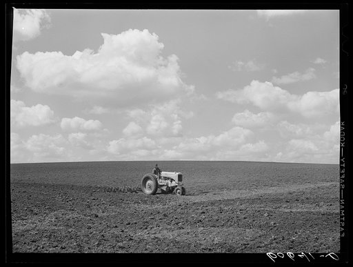 Using spring tooth harrow. Grundy County, Iowa