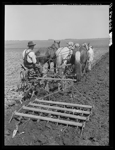 Operating plow and harrowing with team of horses. Grundy County, Iowa. Use of harness for plowing is rare in Grundy County, Iowa