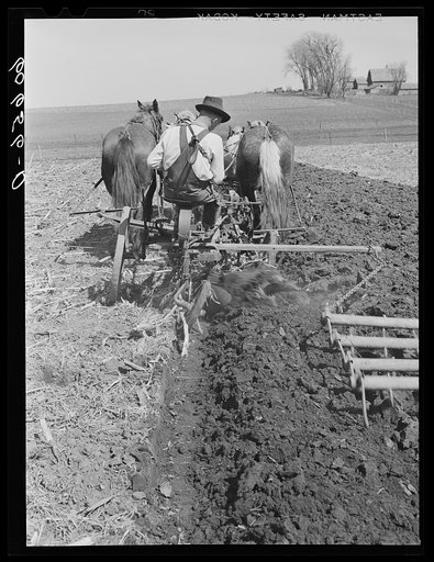 Plowing and harrowing with team of horses. Grundy County, Iowa. Use of horses for this operation is rare in Grundy County