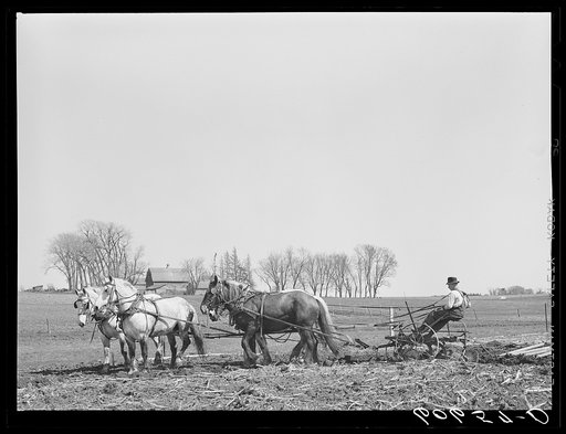 Plowing with team of horses. Grundy County, Iowa