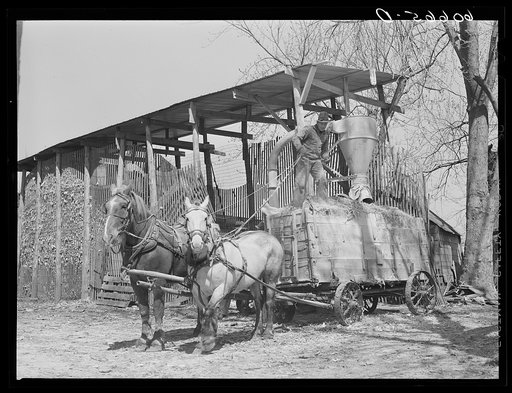 Wagon loaded with corn ground for feed. Grundy County, Iowa