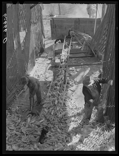 Grinding corn for feeding. Grundy County, Iowa