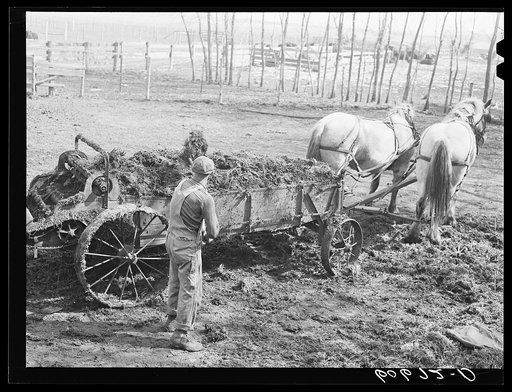 Loading wagon with manure to spread in cornfield before planting. Grundy County, Iowa