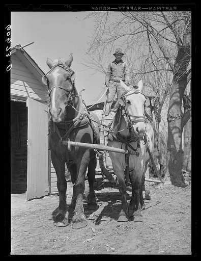 Farm boy with load of corn ground for feed. Grundy County, Iowa