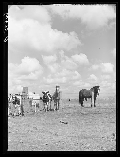 Livestock on Grundy County, Iowa farm